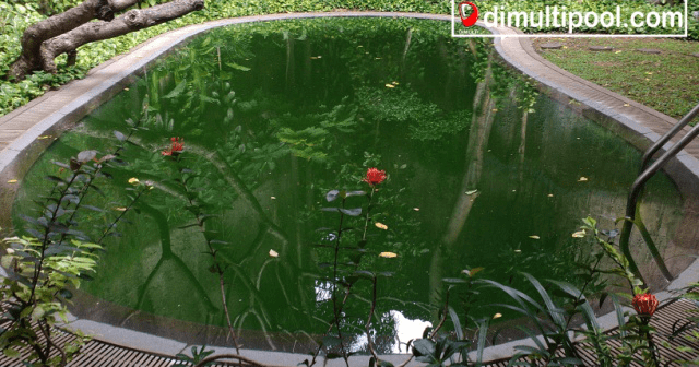 Melindungi dari daun kering