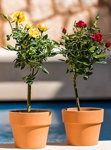 tanaman sekitar kolam renang