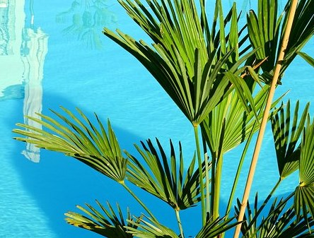 tanaman sekitar kolam renang