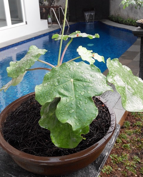 Pembuatan Kolam Renang