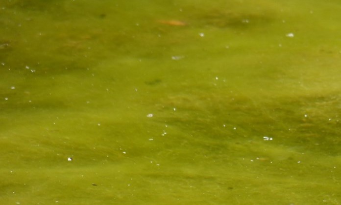 membasmi alga kolam renang