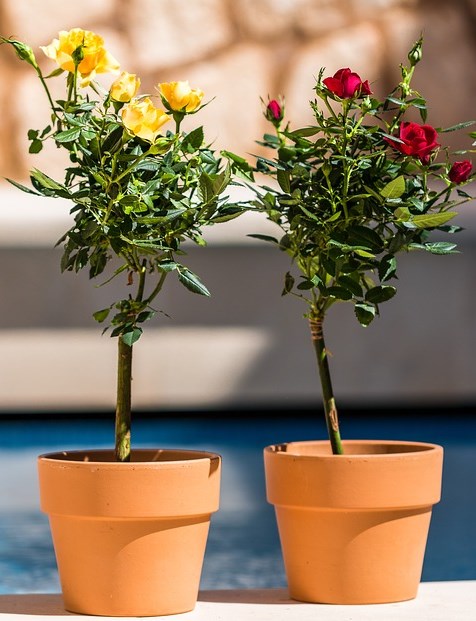 taman tepian kolam renang