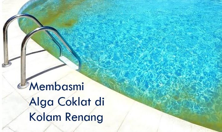 cara mengatasi ganggang coklat.jpg1.jpg