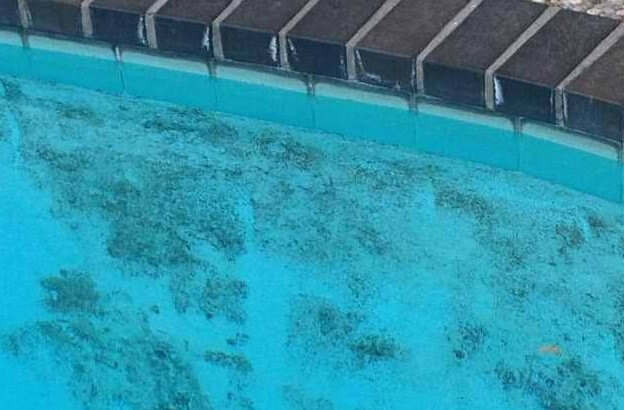 cara mengatasi ganggang coklat