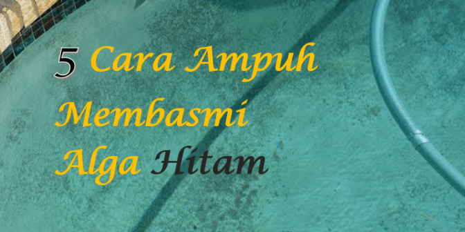 cara mengatasi alga hitam