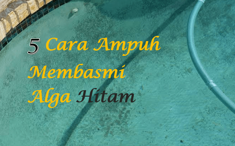 cara mengatasi alga hitam