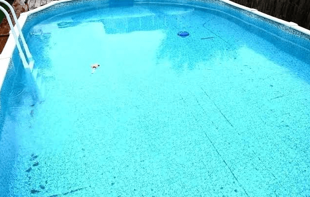 cara mengatasi alga hitam