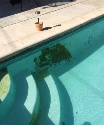 mengatasi alga hitam