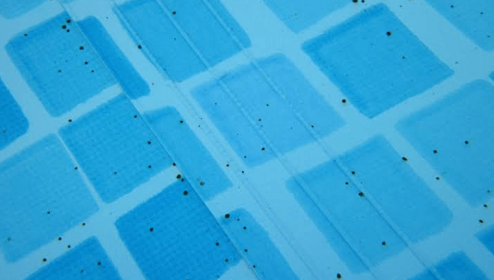 mengatasi alga hitam