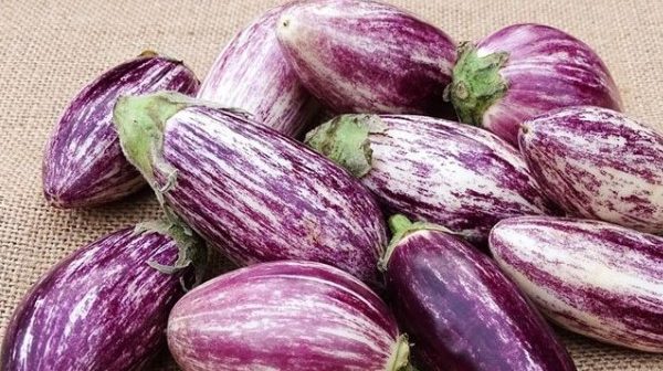 bayi usia 7 bulan