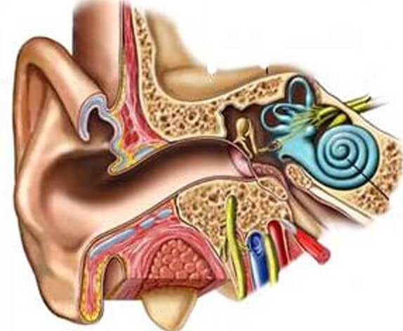 mengeluarkan air dari telinga