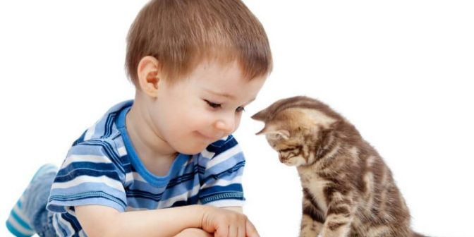 anak suka kucing