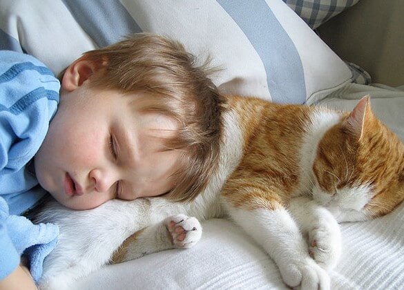 anak suka kucing