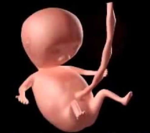 proses perkembangan janin