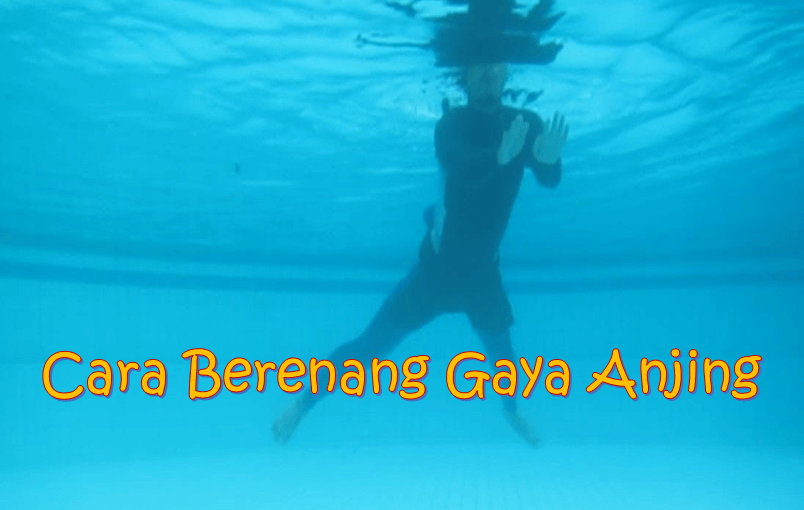 Cara Berenang Gaya Anjing