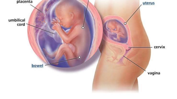 Ibu Hamil 5 Bulan via hamil.co.id