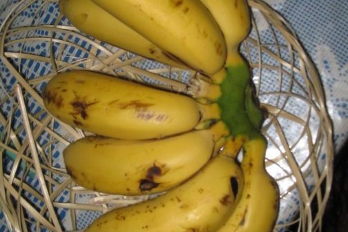 pisang susu untuk bayi
