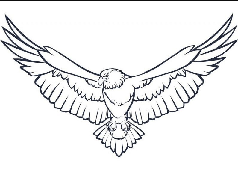 sketsa gambar burung