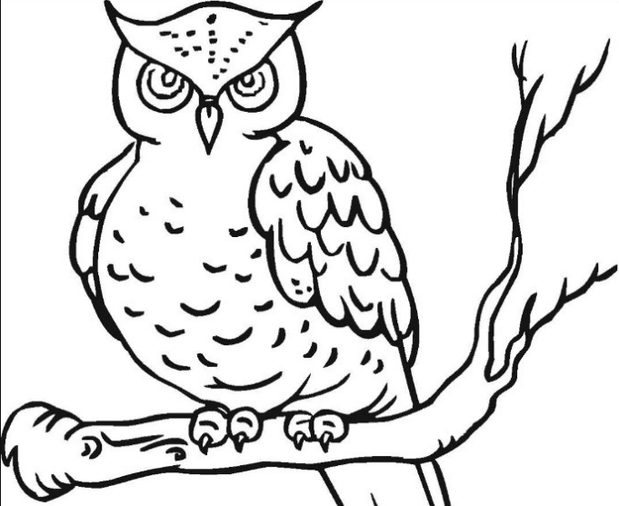 sketsa gambar burung