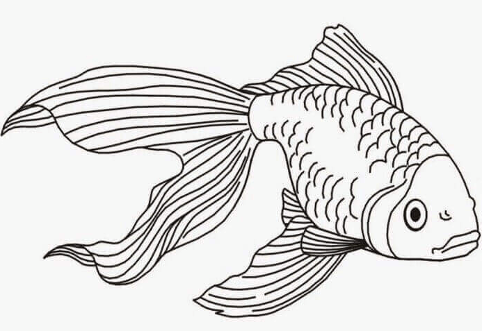 sketsa gambar ikan yang mudah digambar