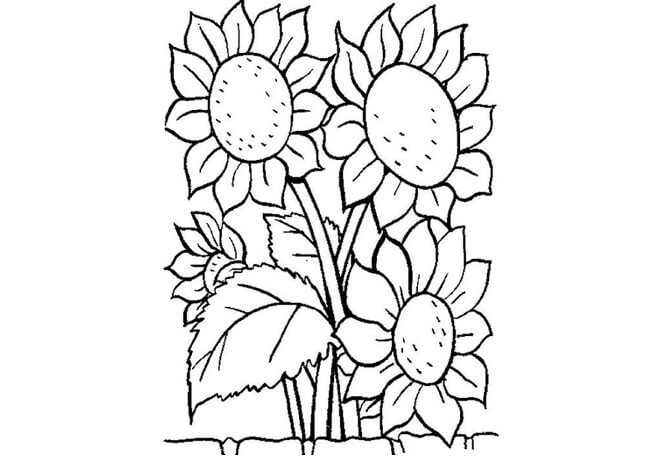 mewarnai gambar bunga Sumber pinterest.com