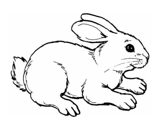 Mewarnai Gambar Hewan - Kelinci