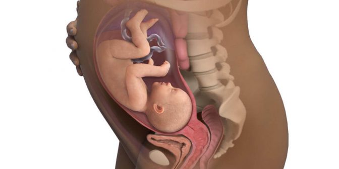 Posisi Bayi Dalam Kandungan