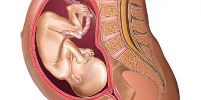 Posisi Bayi Dalam Kandungan