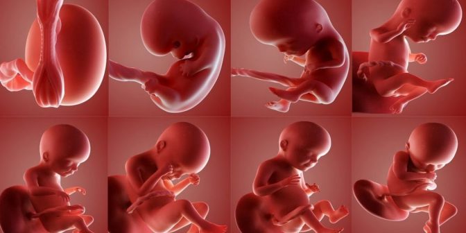 Janin Tidak Berkembang