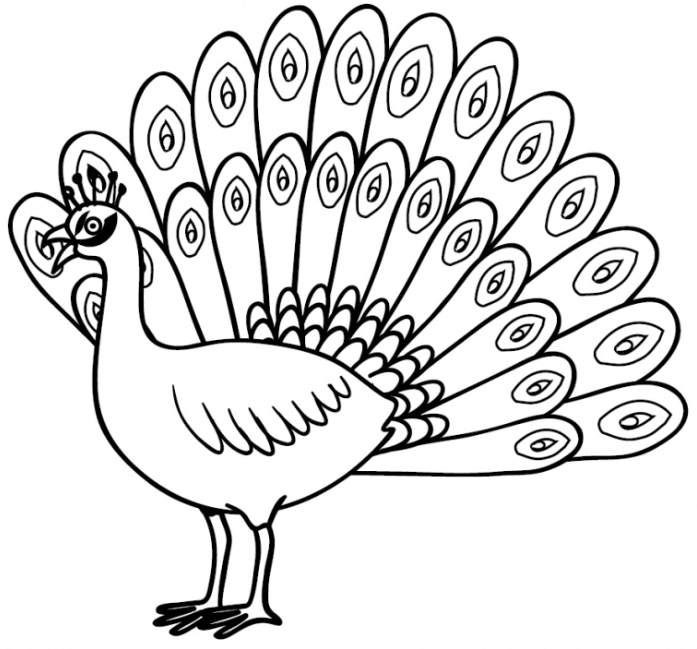 sketsa gambar burung