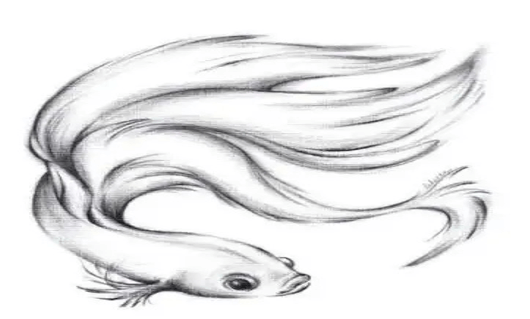 sketsa ikan hias cupang ekor panjang