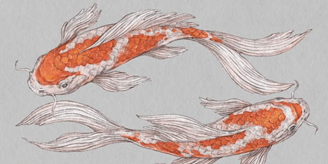 sketsa gambar ikan hias