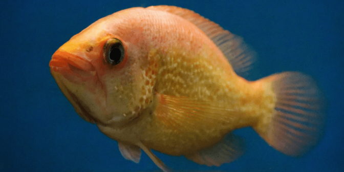 sketsa gambar ikan hias