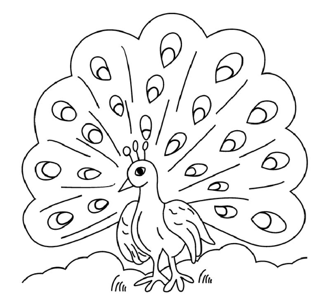 sketsa gambar burung merak