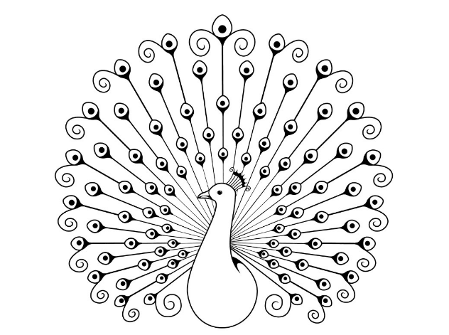 sketsa gambar burung merak