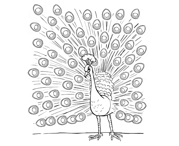 sketsa gambar burung merak