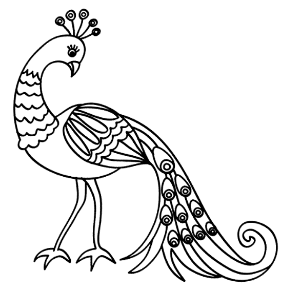 sketsa gambar burung merak