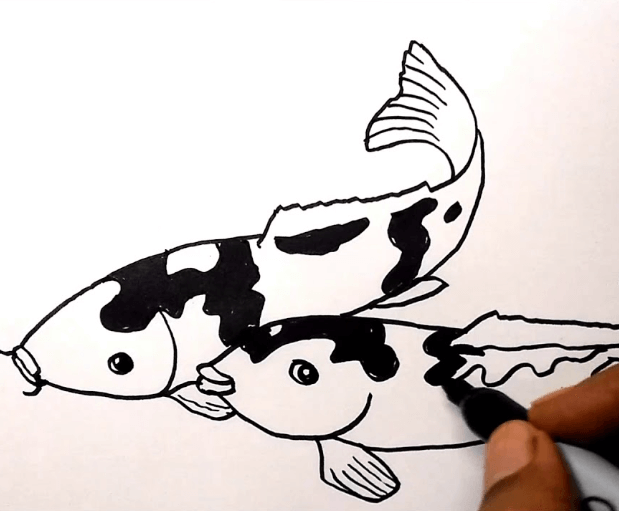 sketsa gambar ikan lele