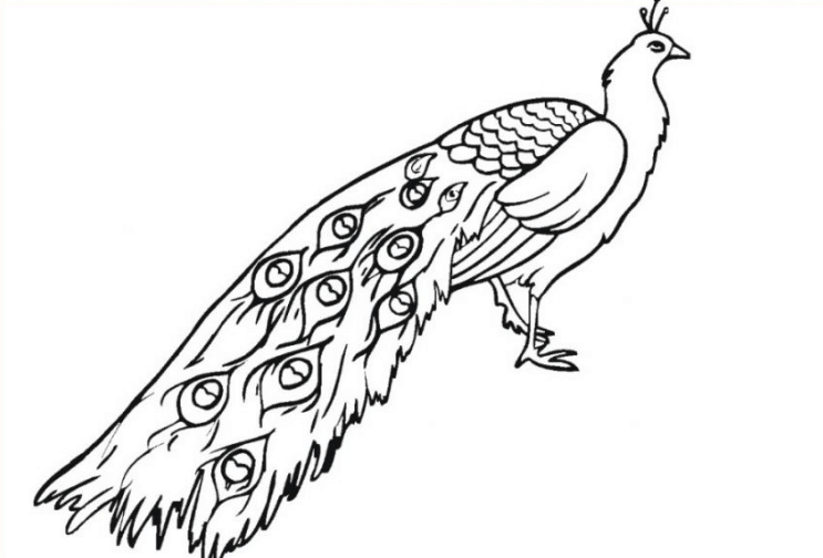 sketsa gambar burung merak