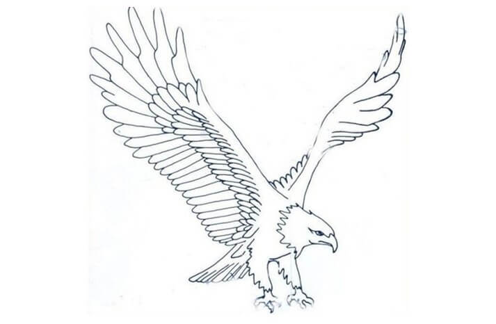 sketsa gambar burung elang