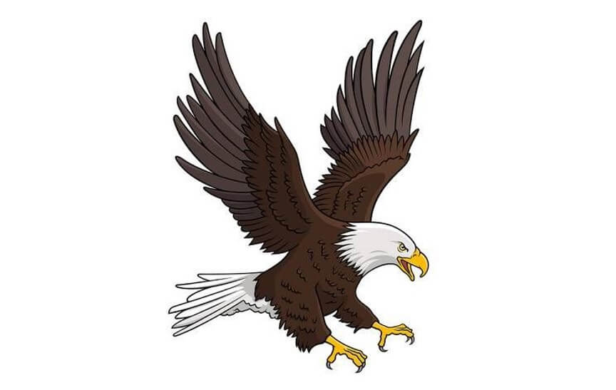 sketsa gambar burung elang