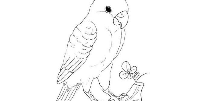 sketsa gambar burung lovebird