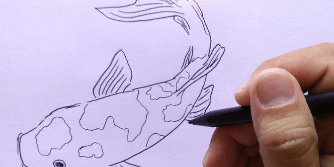 Sketsa Gambar Ikan Koi