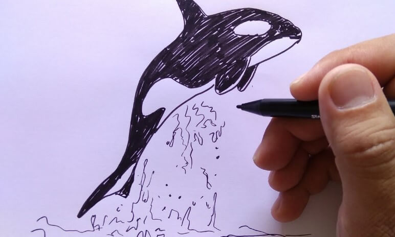 sketsa gambar ikan paus