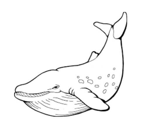 Download sketsa gambar ikan paus totol