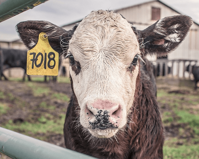 syarat hewan untuk qurban