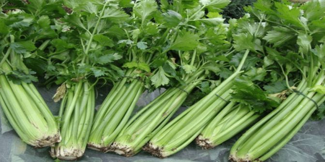 Daun Seledri untuk Ibu Hamil