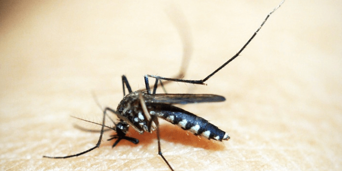 demam berdarah saat hamil