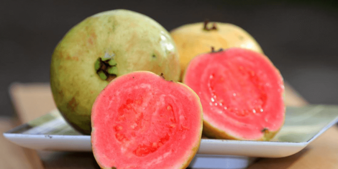 Jambu Biji untuk Ibu Hamil