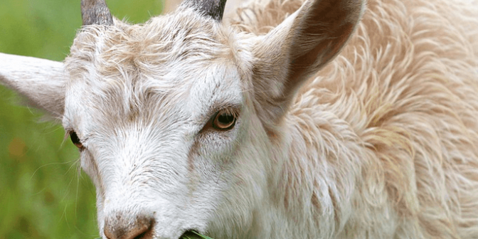 syarat hewan untuk qurban